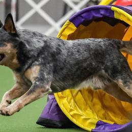 Australian Cattle Dogs from Willowbend Australian Cattle dogs