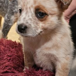 Pavo - Red mottled female Australian Cattle Dog puppy in Sneedville, Tennessee from JoAnn's Australian Cattle Dogs