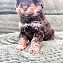Boy 2 - male Newfypoo puppy in Bloomfield, Iowa from Schooley Doodles