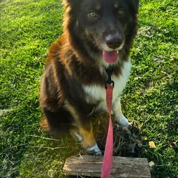 Busy - Red tri-color female Australian Shepherd puppy in Rainsville, Alabama from Chaparro Farm Aussies