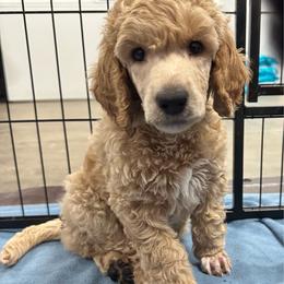 Green Collar - Cream male Poodle puppy in Chino Valley, Arizona from Whiskey Row Royals