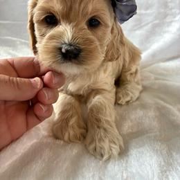 Daisy - Golden female Cockapoo puppy in Adrian, Oregon from ApplebyFarm