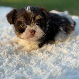 Finn - Chocolate, tan and white male Yorkshire Terrier puppy in Liberty, Texas from Tiny Yorkshire pups