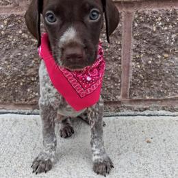 Girl 1 - Liver roan female German Shorthaired Pointer puppy in Potosi, Wisconsin from Point and Flush Gun Dogs