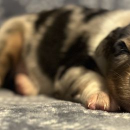 Australian Shepherds from Double H Farms Mini Aussies