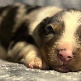 Australian Shepherds from Double H Farms Mini Aussies