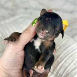 Yellow Collar Boy - Tri-color male Bernedoodle puppy in Crete, Illinois from Plum Valley Pups