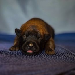 Belgian Malinois Puppies from Fromage Malinois
