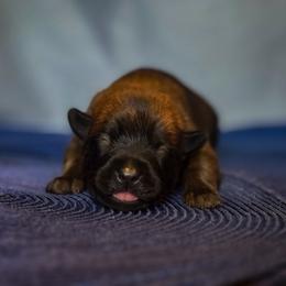 Belgian Malinois Puppies from Fromage Malinois
