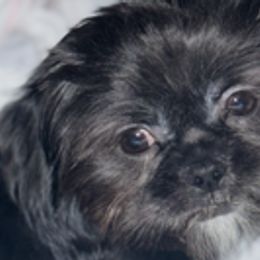 Shih Tzus from Cuddly Coastal Cuties