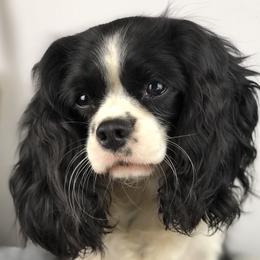 Laverne - Cavalier King Charles Spaniel