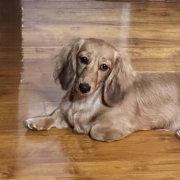 Dazzle - Dachshund
