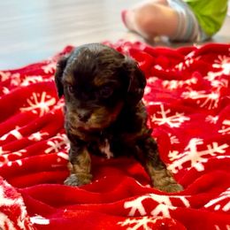 Video Trey - Black and tan male Cavapoo puppy in Eatonton, Georgia from TNT Puppies