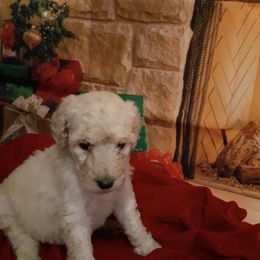 Poodles from Melissa J's Poodles