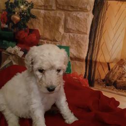 Poodles from Melissa J's Poodles