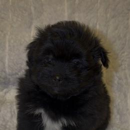 Yorkshire Terrier Puppies from Buddy’s yorkies