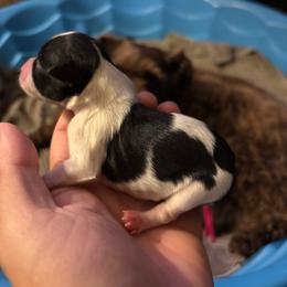 Female 5 - Parti female Miniature Schnauzer puppy in Plaucheville, Louisiana from Honey Doux Southern Paws