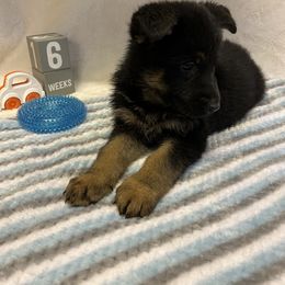 Shadow - Black and tan male German Shepherd puppy in Stanardsville, Virginia from Majestic K9 LLC