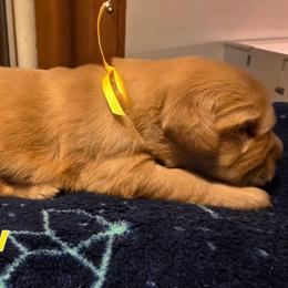Yellow - Golden female Golden Retriever puppy in Taylor Ridge, Illinois from Salata Goldens