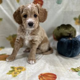 Sunny - Golden male Cockapoo puppy in Salem, Oregon from Capital Doodles