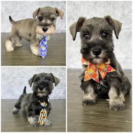 Miniature Schnauzer, Poodle, and Yorkshire Terrier All Grown Up from Ruby the poodle