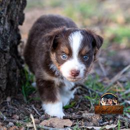 Miniature American Shepherd, Miniature Australian Shepherd, and Toy Australian Shepherd Puppies from Best Little Aussies
