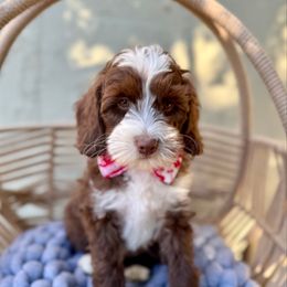 Thumper - Chocolate male Australian Labradoodle puppy in Morgan Hill, California from Loving Labradoodle