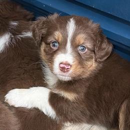Poppy - Red tri-color female Australian Shepherd puppy in Hemet, California from Perfect Companion Aussie's
