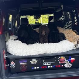 Poodle Puppies from Royal Dixie Poodles