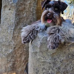 Blaze - Miniature Schnauzer