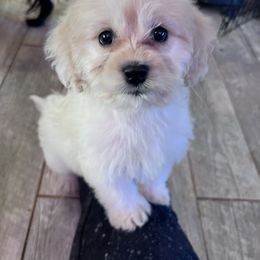 Franklin -with training - Cream male Cockapoo puppy in Boonville, North Carolina from Doods & Dolls