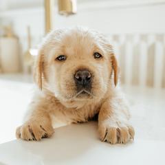 Yellow Boy - Yellow male Labrador Retriever puppy in Southington, Ohio from Ridgemere Retrievers