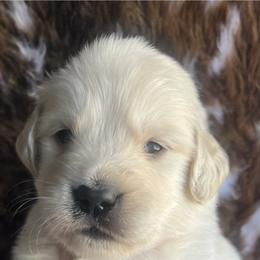 Orange male - Golden male Golden Retriever puppy in Jesup, Georgia from Painted Platinum Retrievers (Painted Platinum Kennel) PPK