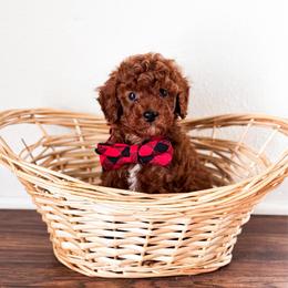 Bloom - Red  male Poodle puppy in Kissimmee, Florida from Poodle Doodle Kennels