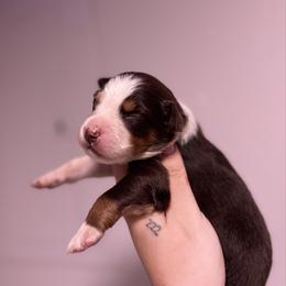 Oak AKC - Red tri-color male Australian Shepherd puppy in Orlando, Florida from Skaky Shepherds