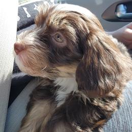 Havanese Puppies from Hoku Havanese