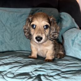 Chip - Dapple male Dachshund puppy in Crawfordsville, Indiana from KCM Doxies