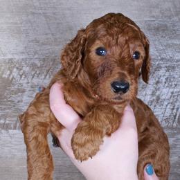 Hugo - Red  male Poodle puppy in Abilene, Texas from Mesquite Kennels