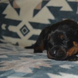 Girl 5 - Black and mahogany female Rottweiler puppy in Ethel, Washington from Titanenheim Rottweilers