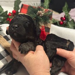 Laguerta - Phantom female Goldendoodle puppy in Prosperity, Pennsylvania from Stelladoodles & Company