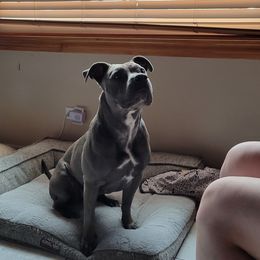 Niyomi - American Staffordshire Terrier