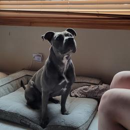 Niyomi - American Staffordshire Terrier