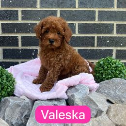 Valeska - Red  female Goldendoodle puppy in Mint Hill, North Carolina from DoodleForever