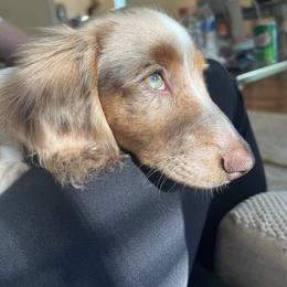 Dachshund and Miniature Schnauzer Puppies from The Bossy Doxie Farm