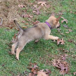 Chinook Puppies from Vanguard Chinooks
