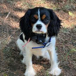 Asha - Cavalier King Charles Spaniel
