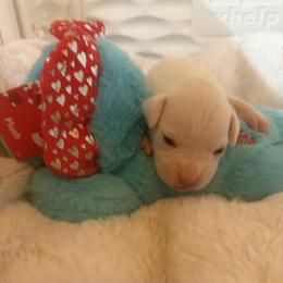 Red - White female Boxer puppy in Evington, Virginia from Boxer Tails