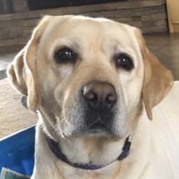 Daisy - Labrador Retriever