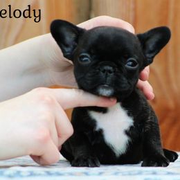 Melody - Brindle female French Bulldog puppy in Vancouver, Washington from Blackwell's American & French Bulldogs