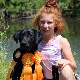 Kandle - Labrador Retriever